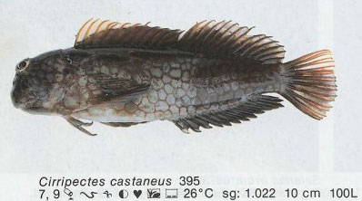 Cirripectes castaneus